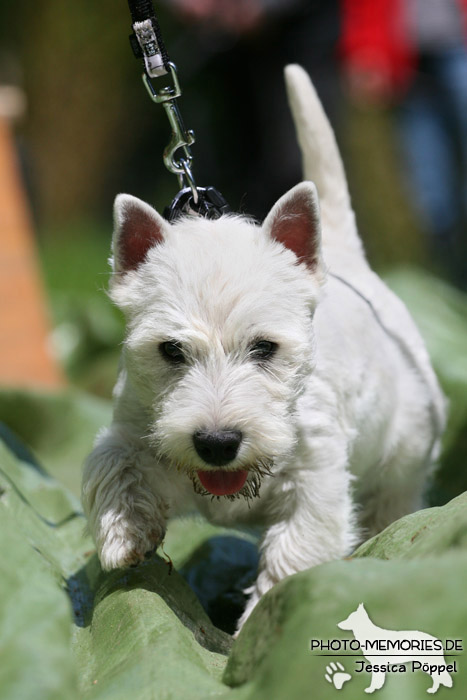 Westie in der Hundeschule