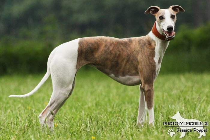 Whippet im Stand