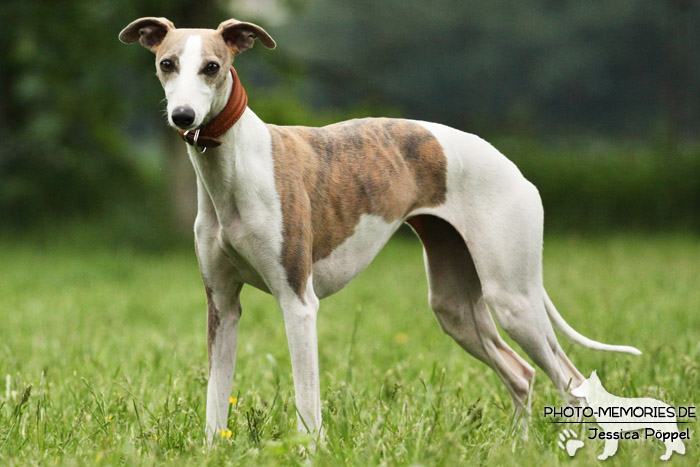 Whippet im Stand