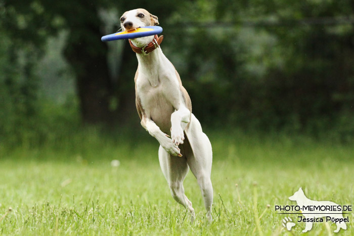 Whippet in Action