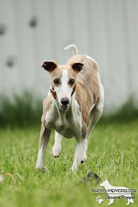 Whippet in Action
