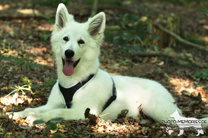 Weißer Schweizer Schäferhund im Wald