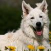 Weißer Schweizer Schäferhund im Liegen