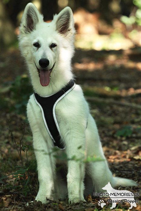 Weißer Schweizer Schäferhund im Wald