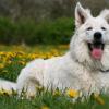 Weißer Schweizer Schäferhund im Liegen