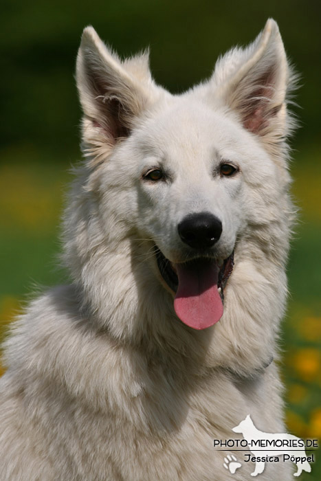 Kopfbild eines Weißen Schweizer Schäferhundes