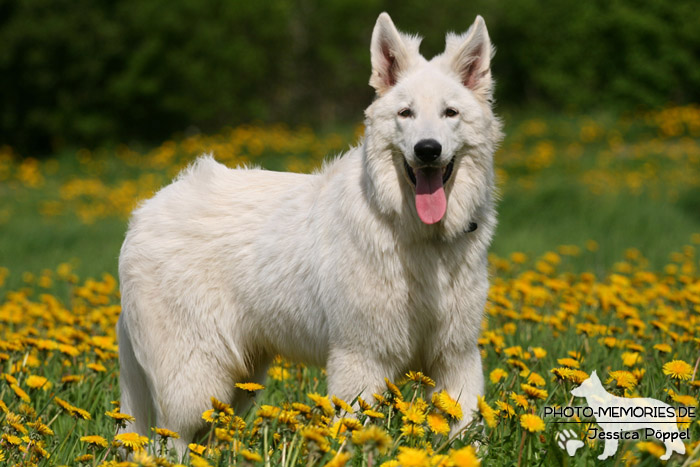 Weißer Schweizer Schäferhund im Stand
