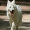 Weißer Schweizer Schäferhund in der Hundeschule