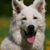 Kopfbild eines Weißen Schweizer Schäferhundes