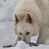 Weißer Schweizer Schäferhund im Schnee