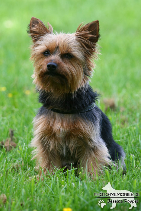 Yorkshire Terrier im Sitzen