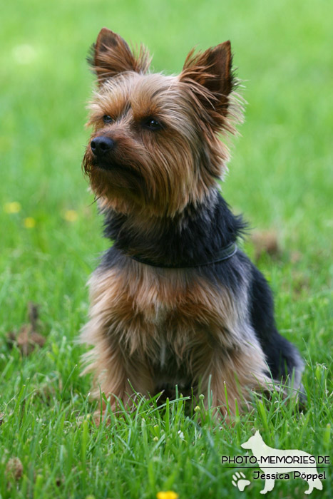 Yorkshire Terrier im Sitzen