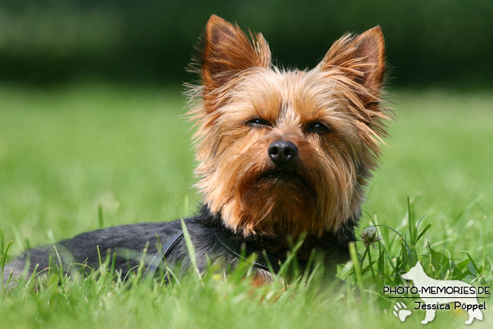 Yorkshire Terrier im Liegen