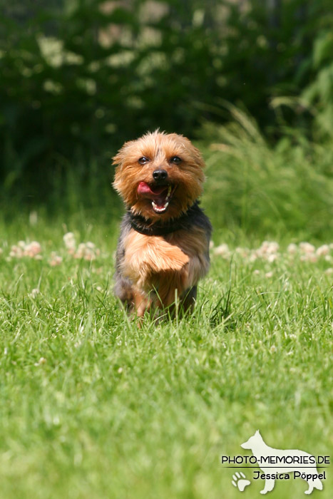 Yorkshire Terrier im Laufen