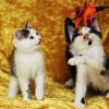 Hauskatzenbabys / Kitten