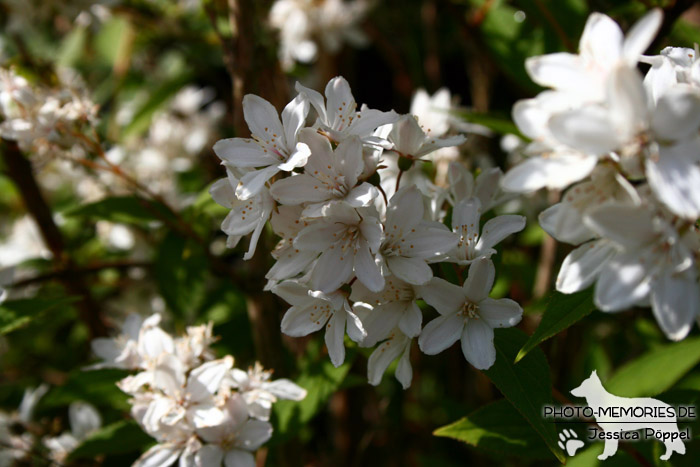 Weiße Blüten