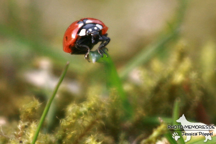Marienkäfer in der Natur