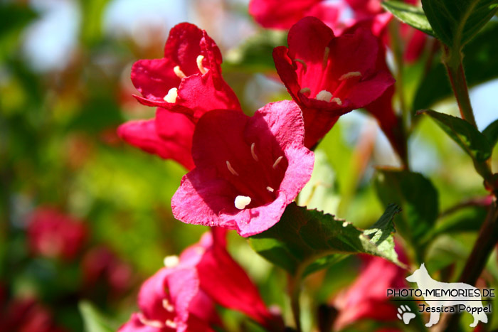 Rote Blüte